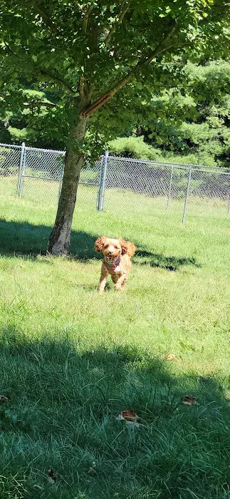 Island City Dog Park 7