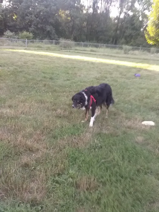 Island City Dog Park 10