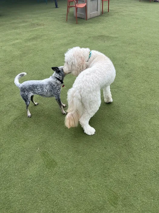 Fetch Park O4W 7