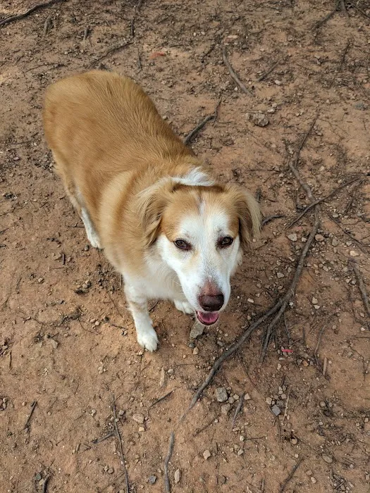 Freedom Barkway Dog Park 4