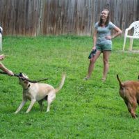 Ormewood Dog Yard ico