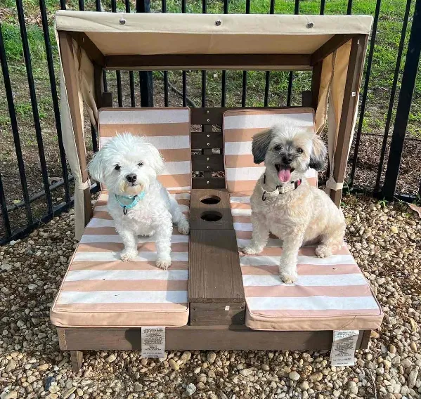 Zeno's Backyard Bark Park 6