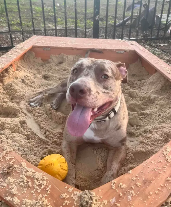 Zeno's Backyard Bark Park 10