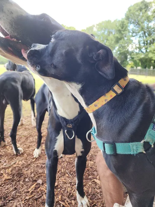 Walker Park Dog Park 8