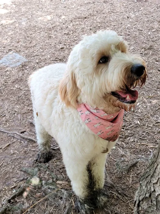 Piedmont Dog Park 3