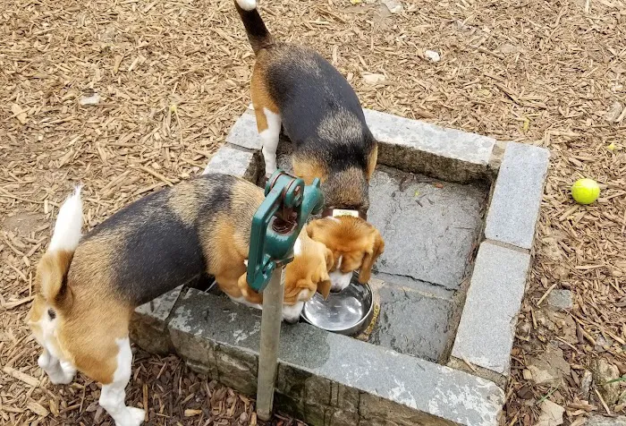 Piedmont Dog Park 10