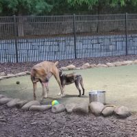 Atlantic Station Dog Park ico