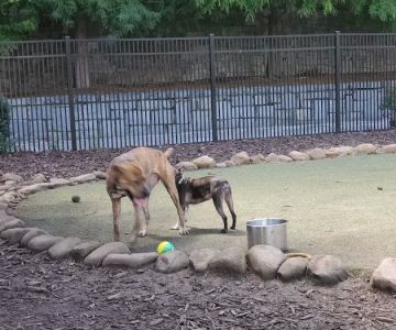 Atlantic Station Dog Park