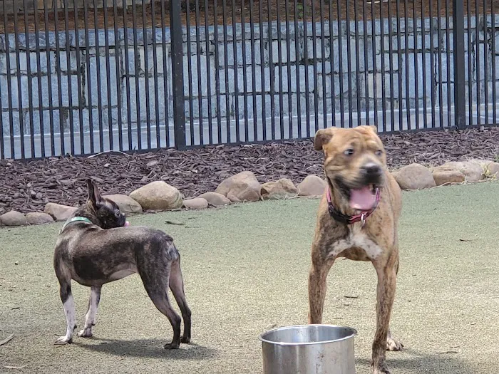 Atlantic Station Dog Park 4