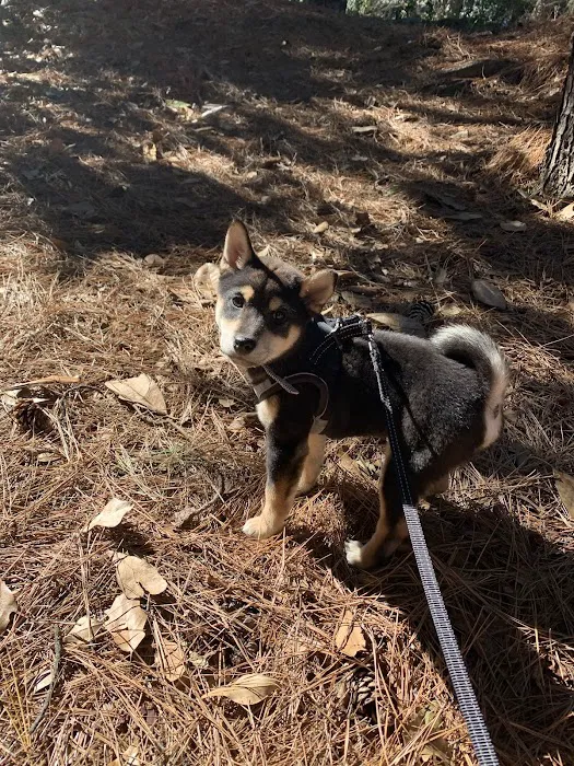 Atlantic Station Dog Park 10