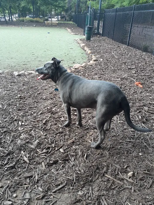 Atlantic Station Dog Park 9