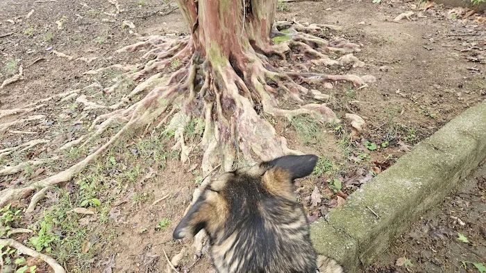 Mozley Park Dog Park 5