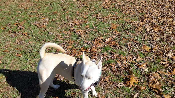 South Bend Dog Park 7