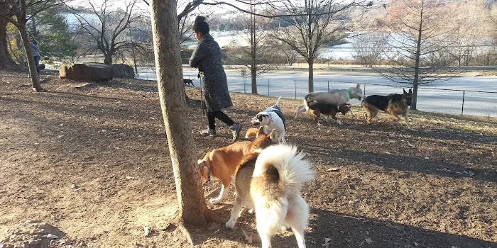 South Bend Dog Park 3