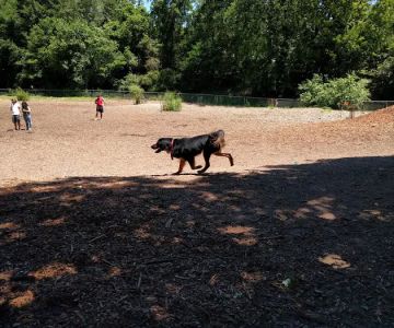 Oakhurst Dog Park