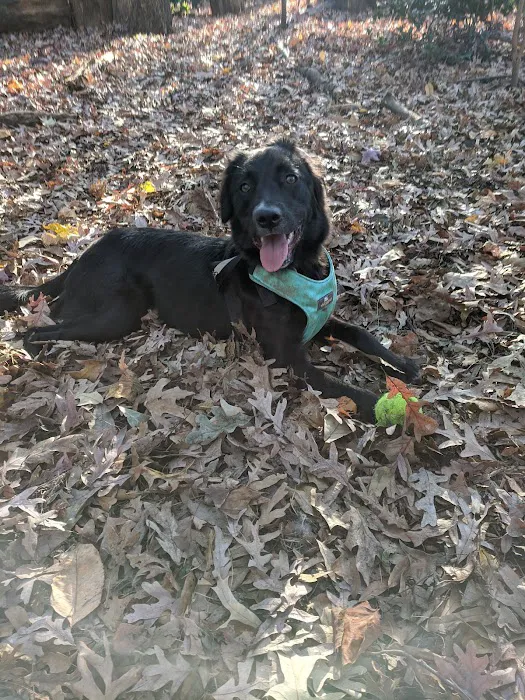 Oakhurst Dog Park 7