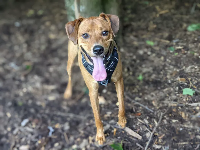 Oakhurst Dog Park 4