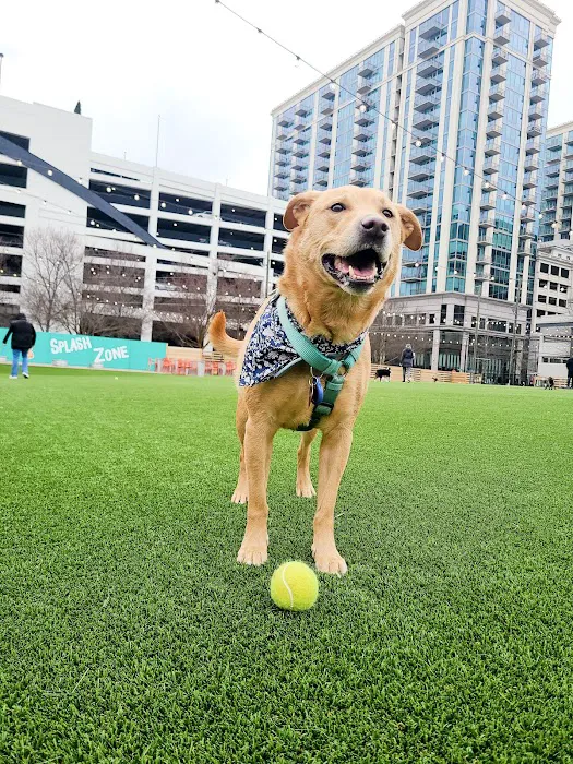 Fetch Park Buckhead 4