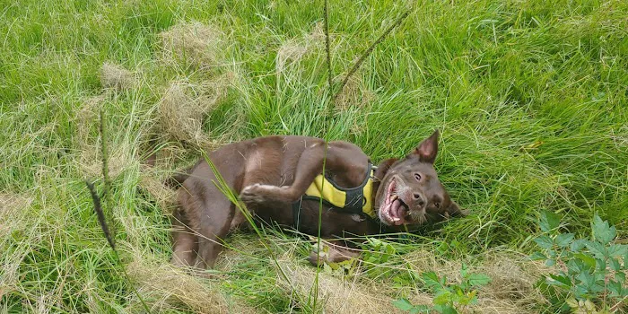 East Point Dog Park 6