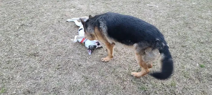 East Point Dog Park 7