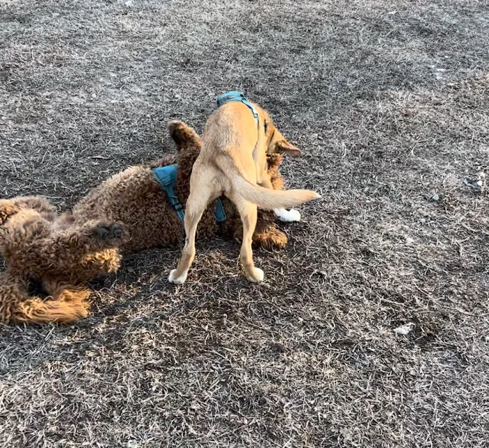 East Point Dog Park 9
