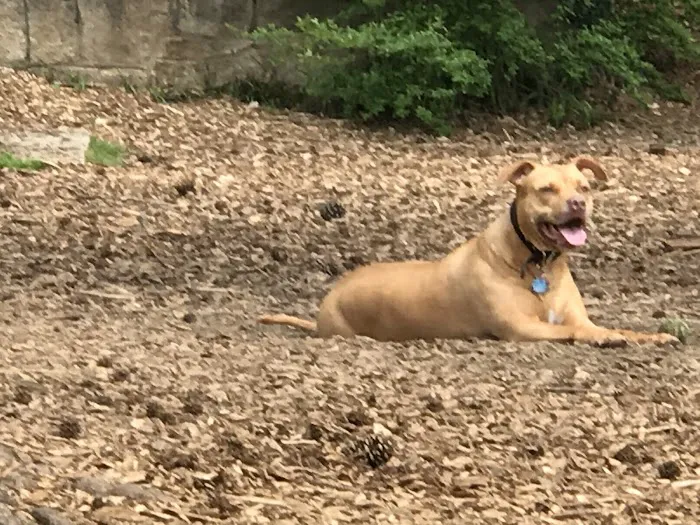 Glenlake Dog Park 7