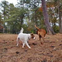 Glenlake Dog Park ico