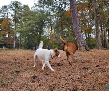Glenlake Dog Park