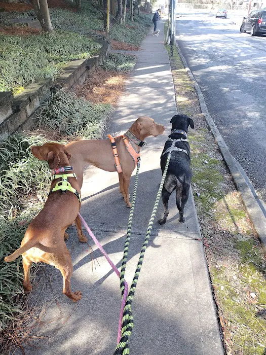 Glenlake Dog Park 10