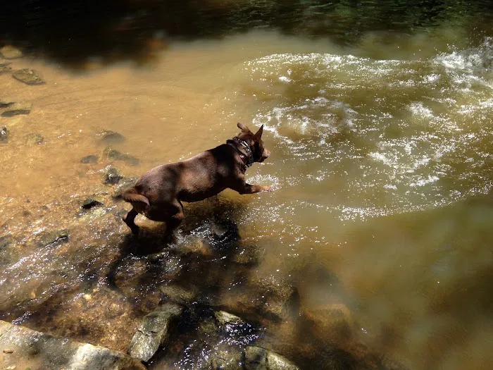 Mason Mill Dog Park 1