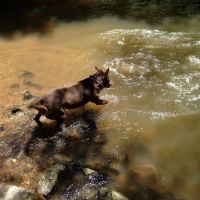 Mason Mill Dog Park ico