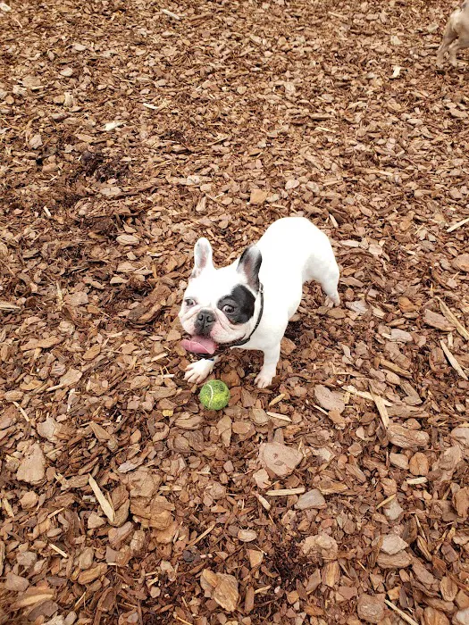 Mason Mill Dog Park 8