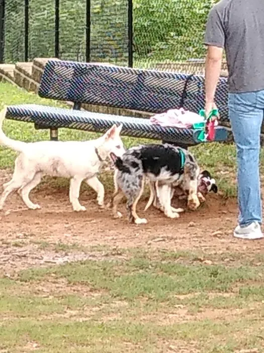 Smyrna Dog Park 2