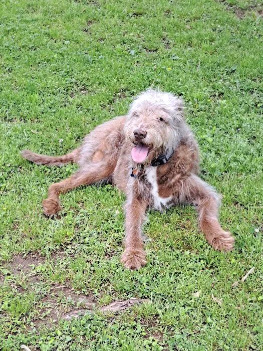 Smyrna Dog Park 6