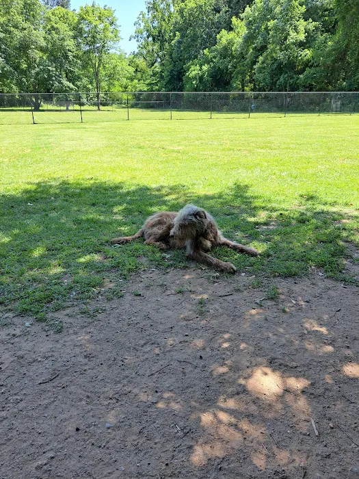 Smyrna Dog Park 7