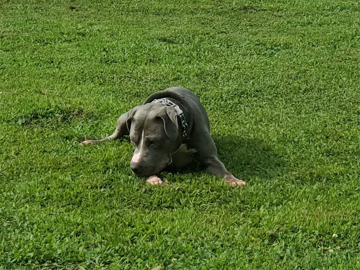City of Morrow dog park 8
