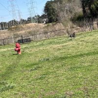 City of Morrow dog park ico