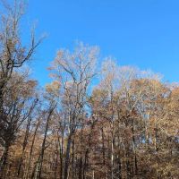 Brook Run Dog Park ico