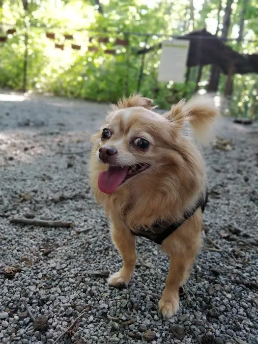 Brook Run Dog Park 7