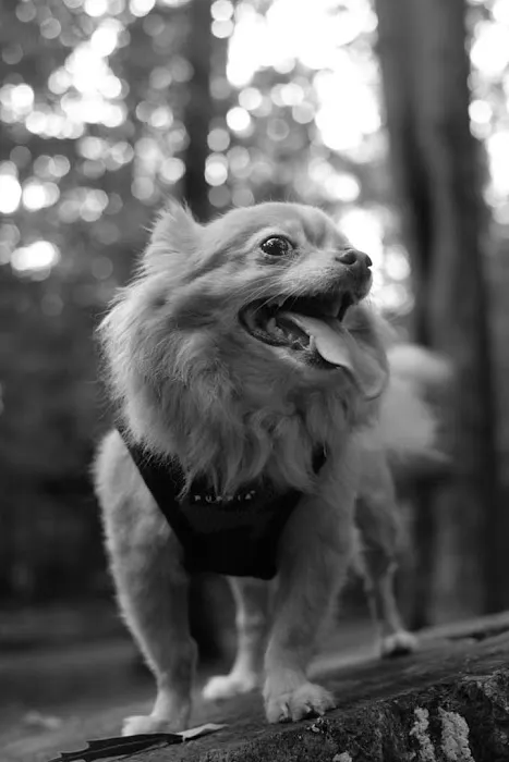 Brook Run Dog Park 3