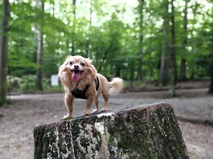 Brook Run Dog Park 6