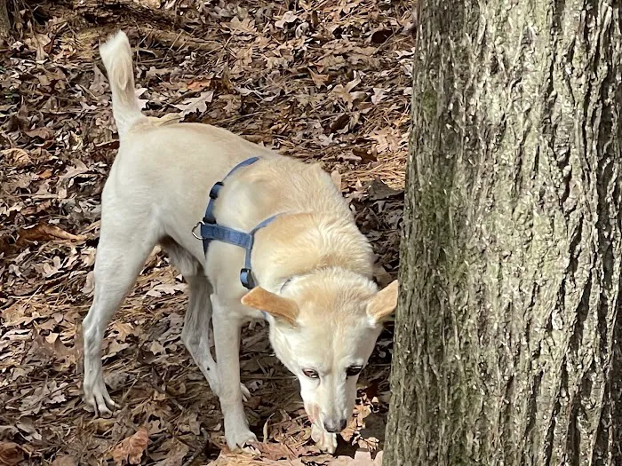 Henderson Park Dog Park 9