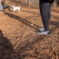 Wildwood Dog Park ico