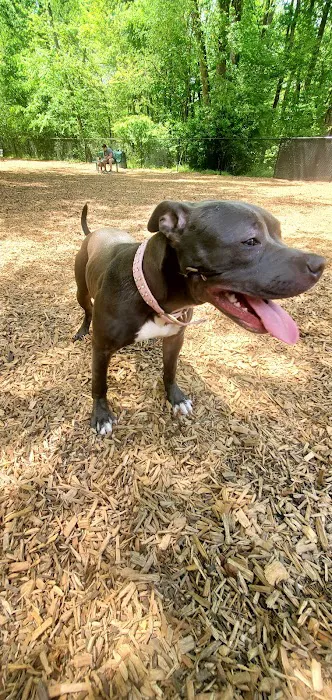 Sweat Mountain Dog Park 4