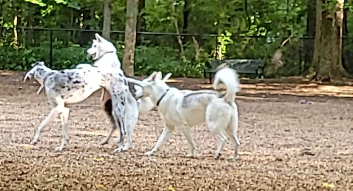Sweat Mountain Dog Park 9