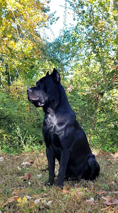 Sweat Mountain Dog Park 10