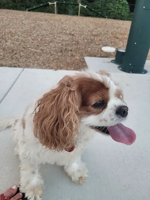 City of Fayetteville Dog Park 7