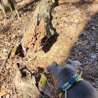 Deer Lick Dog Park ico