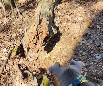 Deer Lick Dog Park