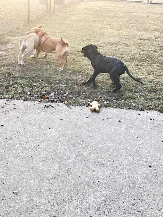 Deer Lick Dog Park 6